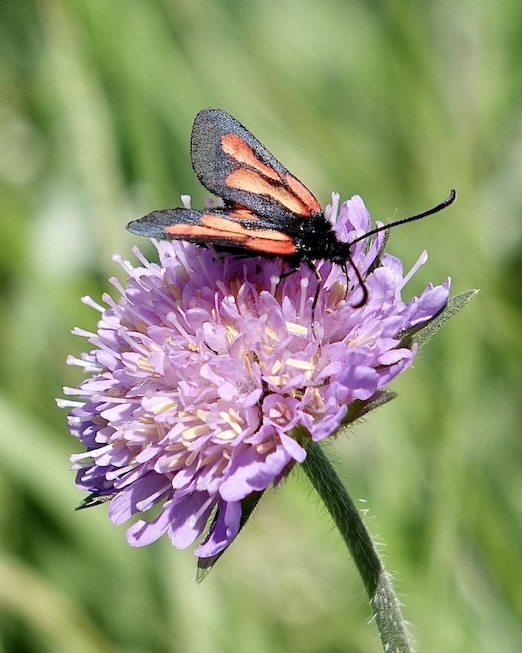centre-barred sallow